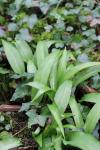Allium ursinum