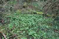 Allium ursinum