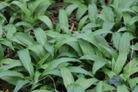 Allium ursinum