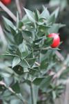 Ruscus aculeatus
