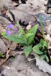 Pulmonaria longifolia