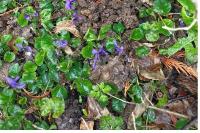 Viola odorata
