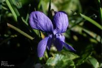 Viola odorata