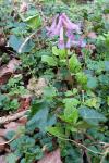 Corydalis solida