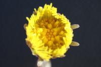 Tussilago farfara