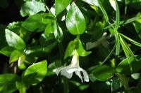 Vinca minor