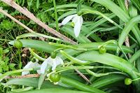 Galanthus nivalis