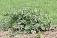 Silybum marianum