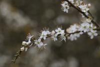 Prunus spinosa