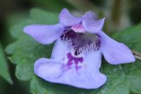 Glechoma hederacea