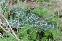 Arum italicum