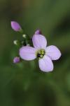 Cardamine pratensis