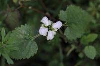 Lamium album