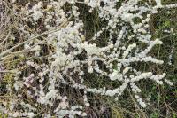 Prunus spinosa