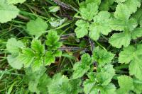 Heracleum sphondylium