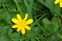 Ficaria verna
