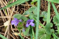 Glechoma hederacea