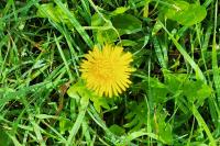 Taraxacum officinale