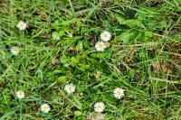 Bellis perennis