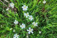 Rabelera holostea