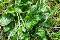 Arum maculatum