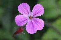 Geranium robertianum