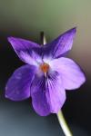 Viola odorata
