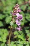 Corydalis solida