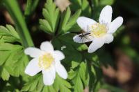 Anemone nemorosa