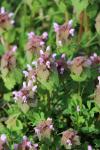 Lamium purpureum
