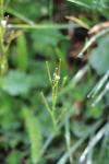 Cardamine hirsuta