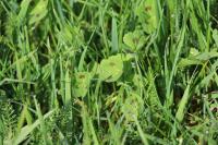 Medicago arabica
