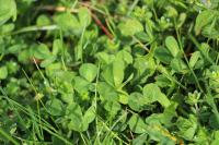 Trifolium repens