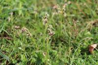 Luzula campestris