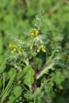 Senecio vulgaris