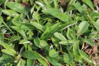 Pilosella officinarum
