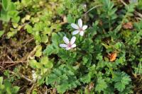 Erodium cicutarium
