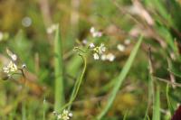 Draba verna