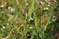 Draba verna
