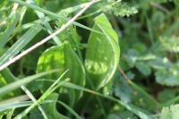 Plantago major