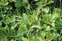 Urtica dioica
