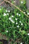 Rabelera holostea
