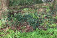 Berberis aquifolium