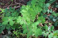 Chelidonium majus