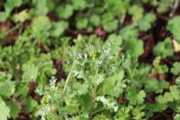 Senecio vulgaris