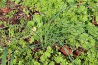 Allium vineale