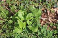 Arum maculatum