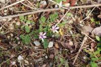 Erodium cicutarium