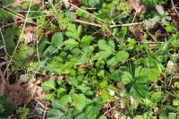 Geum urbanum