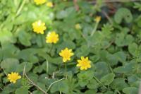 Ficaria verna